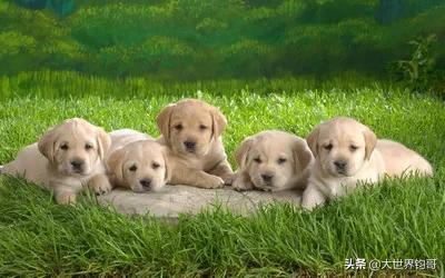 当狗爱上猫在线观看（当狗爱上猫国语在线观看）