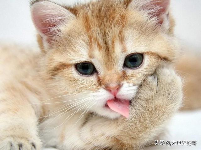 当狗爱上猫在线观看（当狗爱上猫国语在线观看）