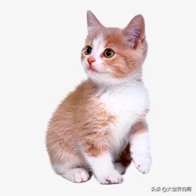 当狗爱上猫在线观看（当狗爱上猫国语在线观看）