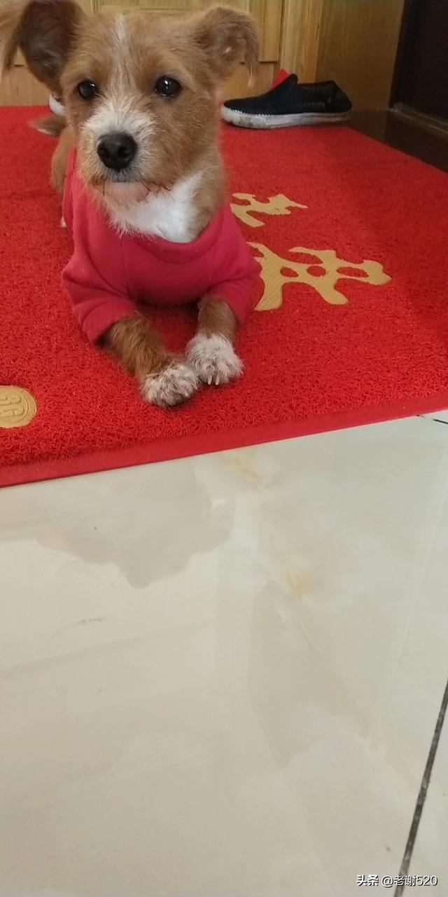 当狗爱上猫在线观看（当狗爱上猫国语在线观看）