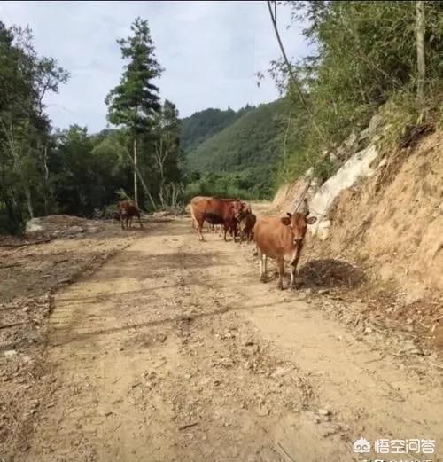 史上最搞笑的笑话（史上最搞笑的笑话笑到肚子疼）