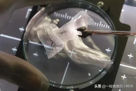 异星觉醒 电影（异星觉醒电影完整版）