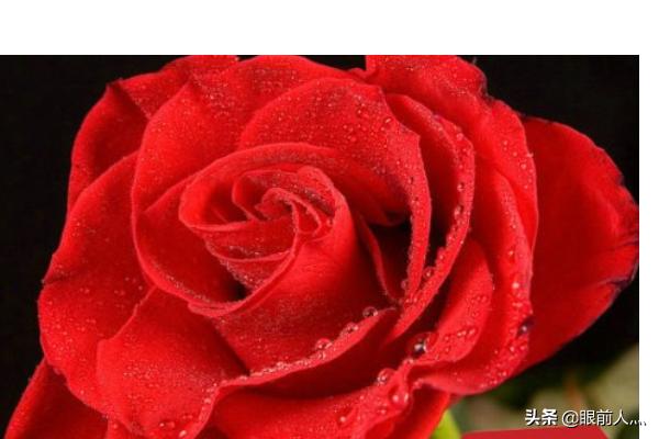情人节礼物送女友什么合适（情人节礼物送女友什么合适2023知乎）