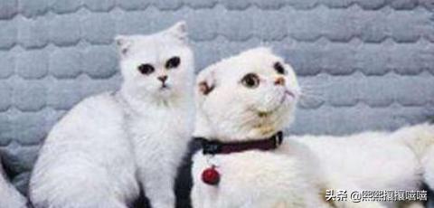 十大颜值最高的猫（十大颜值最高的猫品种）