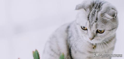 十大颜值最高的猫（十大颜值最高的猫品种）