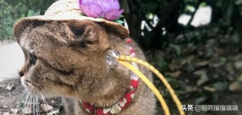 十大颜值最高的猫（十大颜值最高的猫品种）