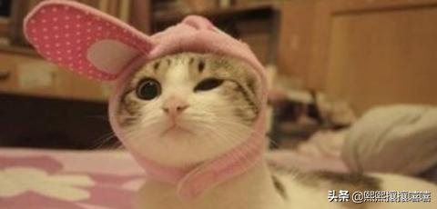 十大颜值最高的猫（十大颜值最高的猫品种）