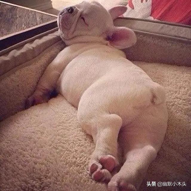 幽默有趣的笑话_幽默有趣的笑话有哪些