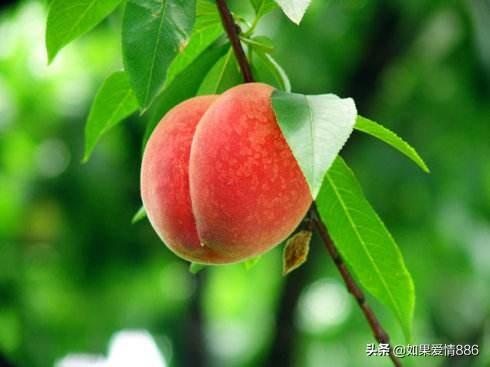 蜜桃成熟时3国语完整_蜜桃成熟时国语完整版手机在线观看