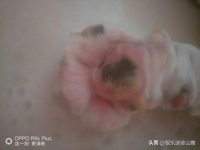 长江七号国语版高清版_长江七号在线播放国语版