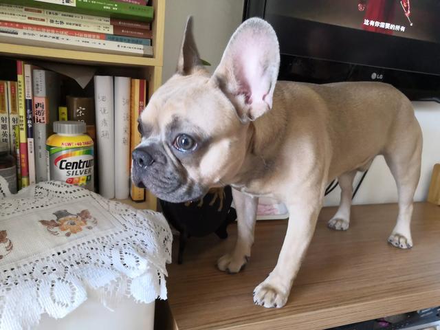 最通人性的5种狗_十大最聪明小型犬