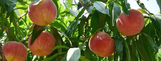 蜜桃成熟时3完整