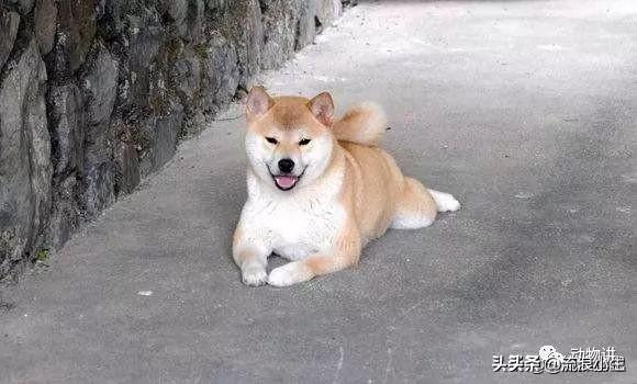 10部哭到崩溃的狗狗电影(10部哭到崩溃的狗狗电影有哪些)