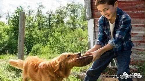 10部哭到崩溃的狗狗电影(10部哭到崩溃的狗狗电影有哪些)