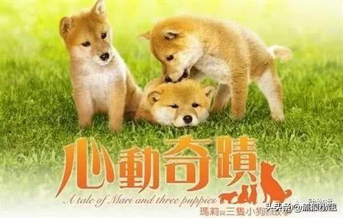 10部哭到崩溃的狗狗电影(10部哭到崩溃的狗狗电影有哪些)